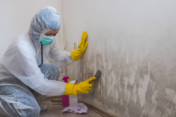 Best Residential Mold Remediation in Highland Park, MI