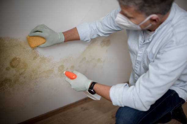 Best Crawl Space Mold Remediation in Highland Park, MI