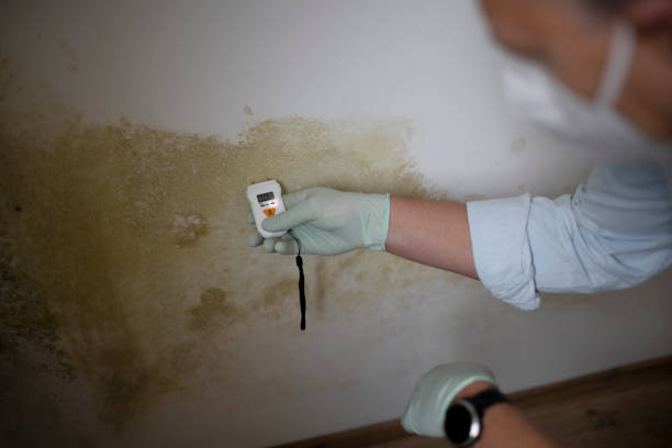 Best Preventive Mold Services in Highland Park, MI