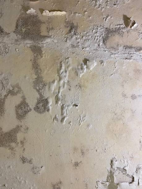 Best Bathroom Mold Remediation in Highland Park, MI