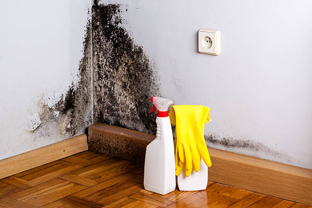 Best Basement Mold Remediation in Highland Park, MI