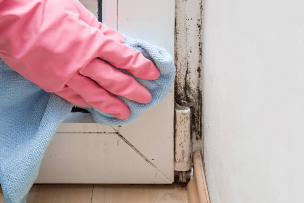 Reliable Highland Park, MI Mold Remediation Solutions