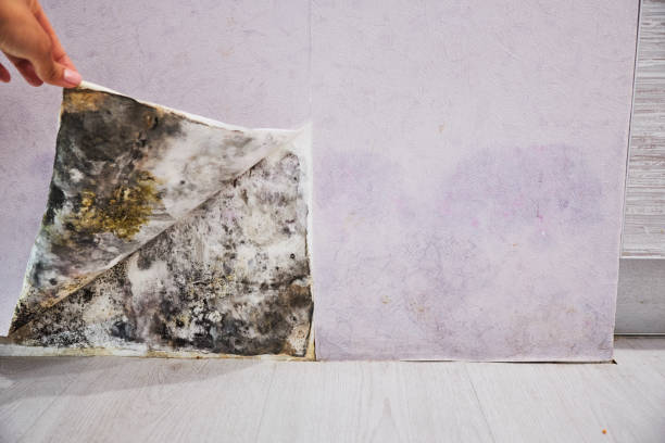 Best Mold Remediation for Schools in Highland Park, MI